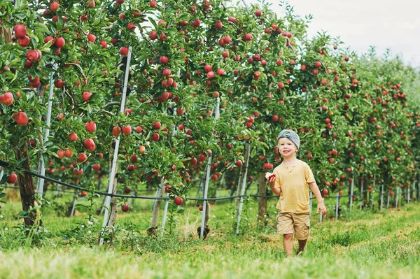 Happy Little Boy Oogst Appels Fruitboomgaard Biologisch Voedsel Voor Kinderen — Stockfoto