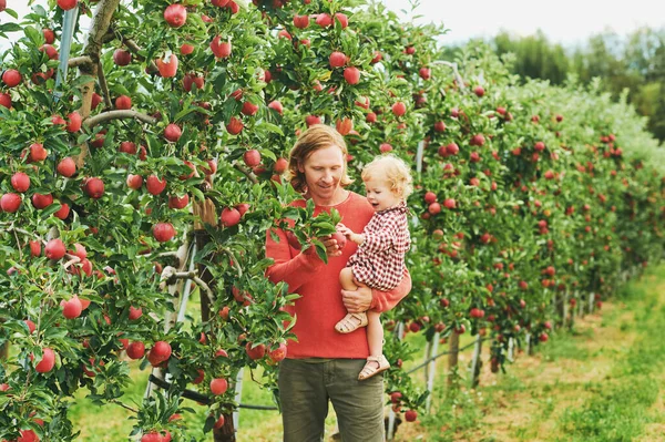 Venkovní Portrét Pohledného Mladého Otce Roztomilou Batolatou Dívkou Sklízející Jablka — Stock fotografie