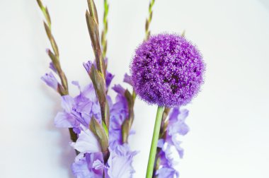 Glayöl ile dev soğan (Allium Giganteum)