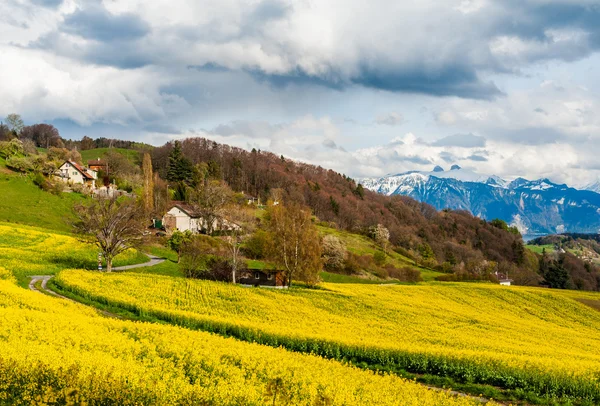 Wunderschöne Frühlingslandschaft mit Rapsfeld, dramatischem Himmel und Alpen — Stockfoto