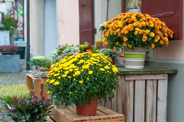 Beautiful chrysanthemums in pots, outdoors — Stock Photo, Image