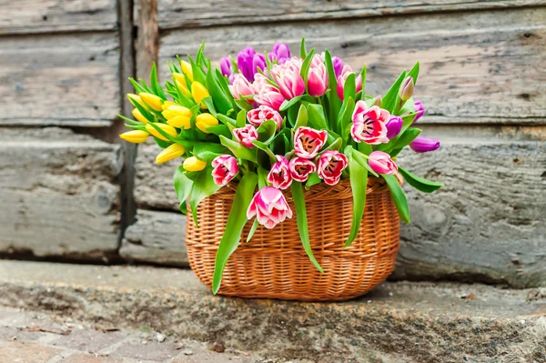 A big basket full of fresh colorful tulips outdoors — Stock Photo, Image