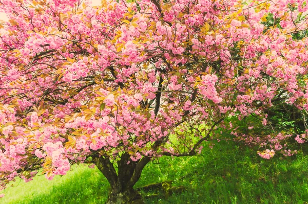 Flor cerezo japonés, imagen tonificada — Foto de Stock