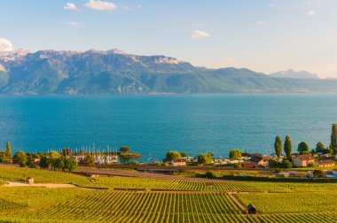 Lavaux üzüm bağları Bahar, İsviçre