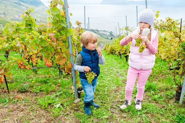 可爱的孩子们在瑞士拉沃葡萄园吃白葡萄 — 图库照片