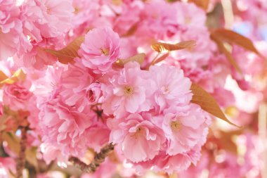 İlkbaharda kiraz ağacı açan doğa arka planı