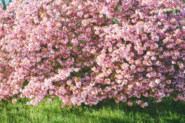 Kiraz ağacı çiçeği ve parlak yeşil çimenli doğa arkaplanı