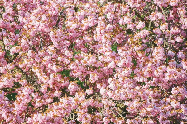 İlkbaharda kiraz ağacı açan doğa arka planı