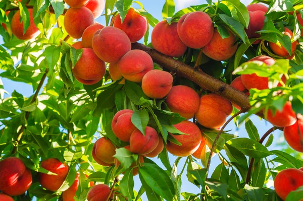 Peach tree with fruits growing in the garden