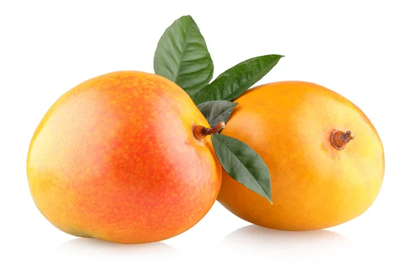 Zwei reife Mangos isoliert — Stockfoto