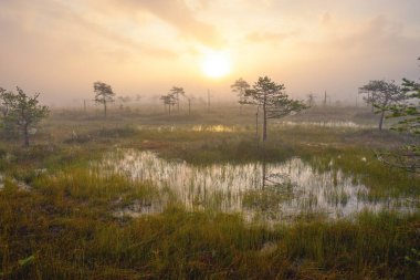 Yelnya bataklığı üzerinde gün batımı - Avrupa 'nın en büyük bataklıklarından biri