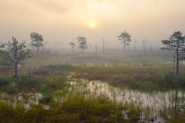Yelnya bataklığı üzerinde gün batımı - Avrupa 'nın en büyük bataklıklarından biri