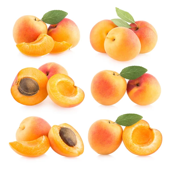 Samling av 6 aprikos bilder — Stockfoto