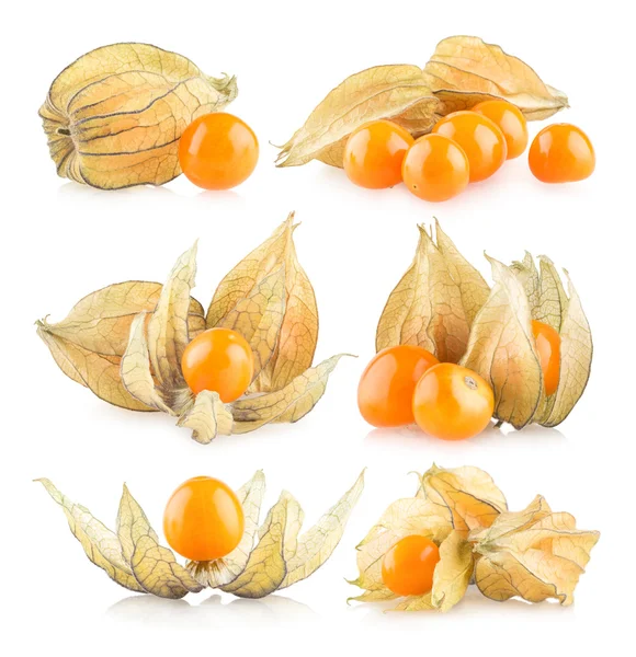 Conjunto de 6 physalis — Foto de Stock