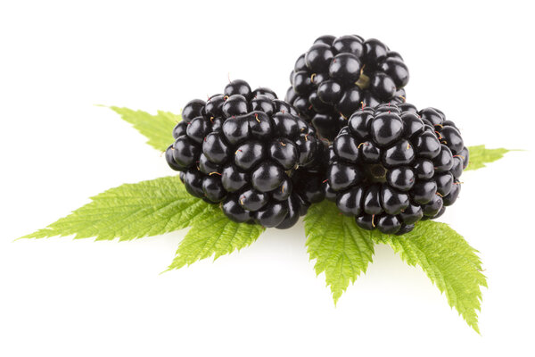 Три свежих ежевики
