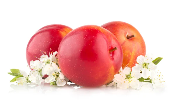 Red ripe plums — Stock Photo, Image