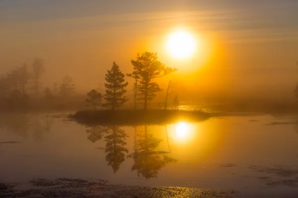 Mattina alla palude di Yelnya — Foto Stock