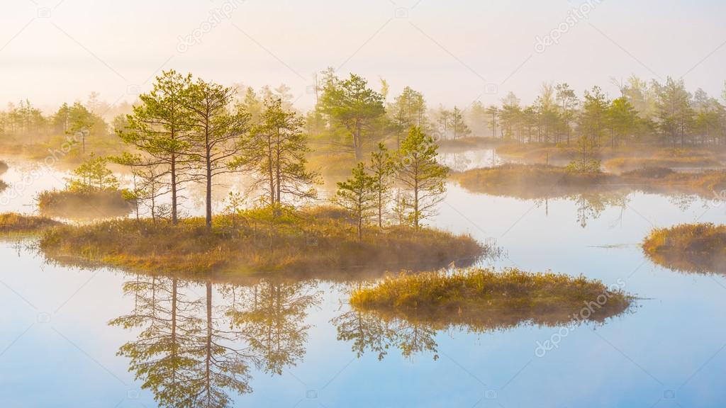 morning at Yelnya swamp