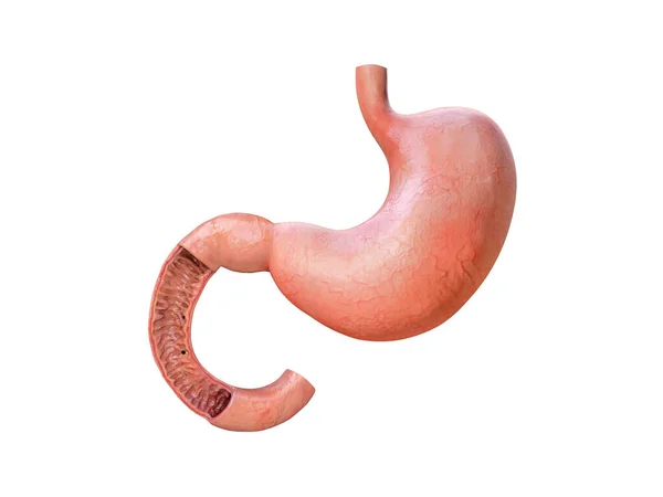 胃解剖学的詳細胃のイラストレンダリング — ストック写真