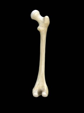 Right human femur bone, posterior view, bone anatomy, black background, 3d rendering clipart