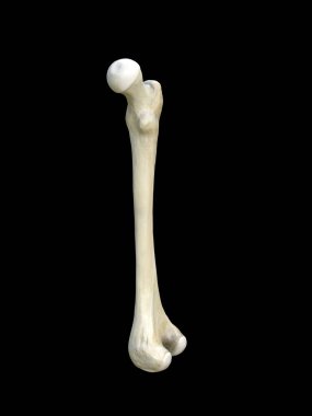 Sağ uyluk kemiği, kemik yapısı tıbbi eğitim bilimi, siyah arka plan, 3D görüntüleme.