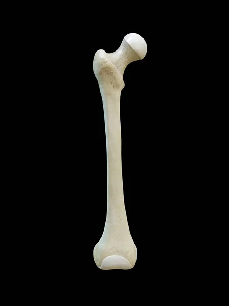 Right Human Femur Bone Anterior View Black Background Rendering — Stock Photo, Image