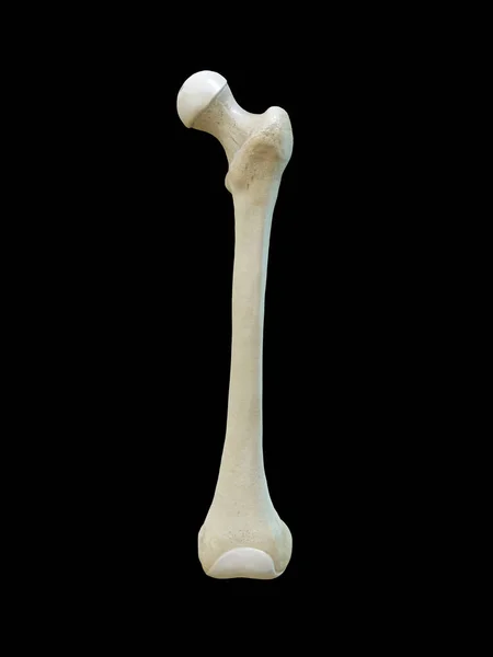Left Human Femur Bone Anterior View Black Background Rendering — Stock Photo, Image