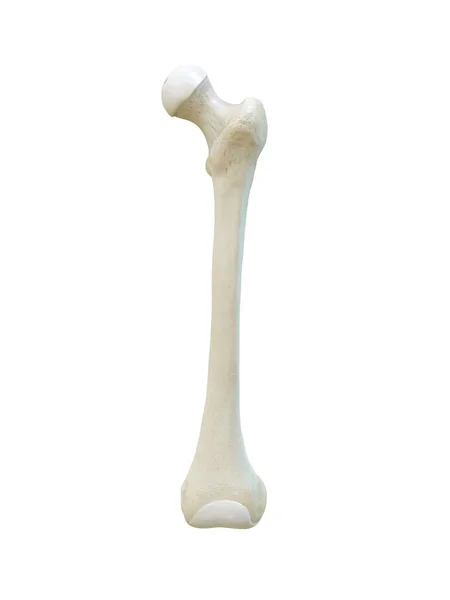 Linker Menschlicher Oberschenkelknochen Vorderansicht Knochenanatomie Weißer Hintergrund Darstellung — Stockfoto