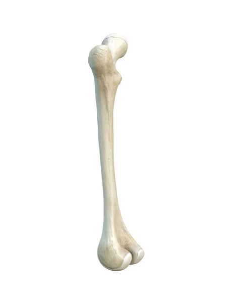 Left human femur bone, white background, 3d rendering — Stock Image Left Human Femur Bone White Background Rendering Royalty Free Stock Images