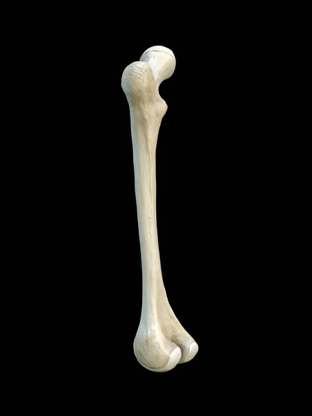 Left human femur bone, black background, 3d rendering — Stock Image Left Human Femur Bone Black Background Rendering Stock Image