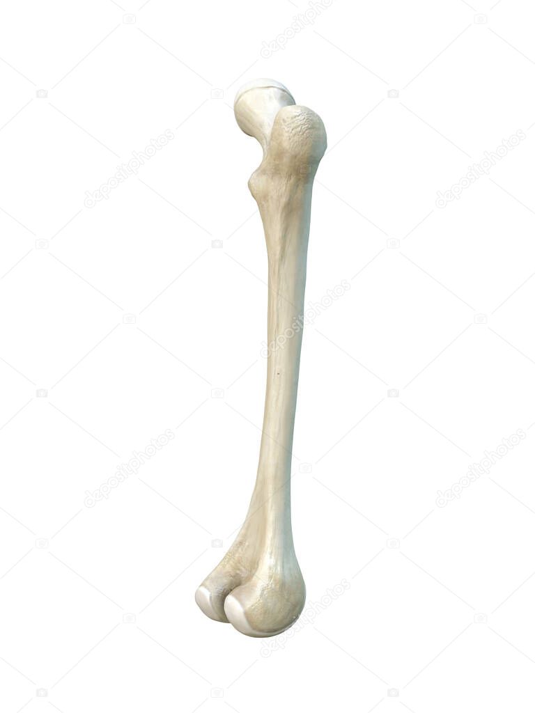 Right human femur bone, white background, 3d rendering