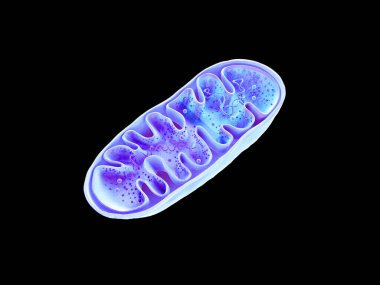 Mitochondria, cellular organelles, produce energy, Cell energy and Cellular respiration, DNA , 3D rendering clipart
