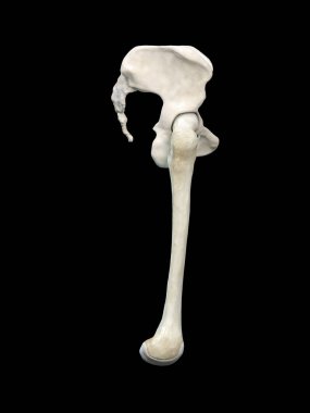 Leğen kemiği, kalça kemiği, anatomi yan görünümü, siyah arkaplan, 3D görüntüleme.