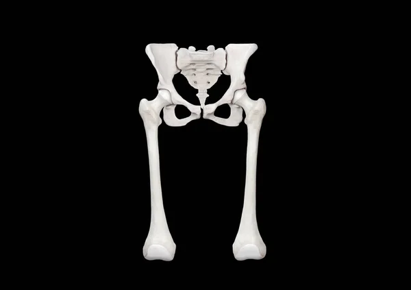 Knochen Becken Femur Vorderansicht Schwarzer Hintergrund Darstellung — Stockfoto