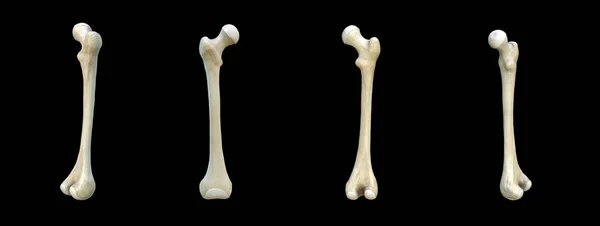 Right Human Femur Bone Set Black Background Bones Rendering — Stock Photo, Image