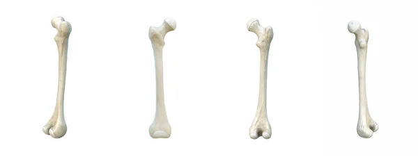 Sağ Uyluk Kemiği Set Beyaz Arka Plan Kemikler Boyutlu Görüntüleme — Stok fotoğraf