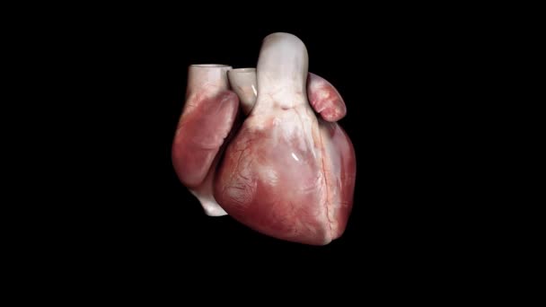 人类循环系统心脏跳动解剖动画 3D渲染 — 图库视频影像