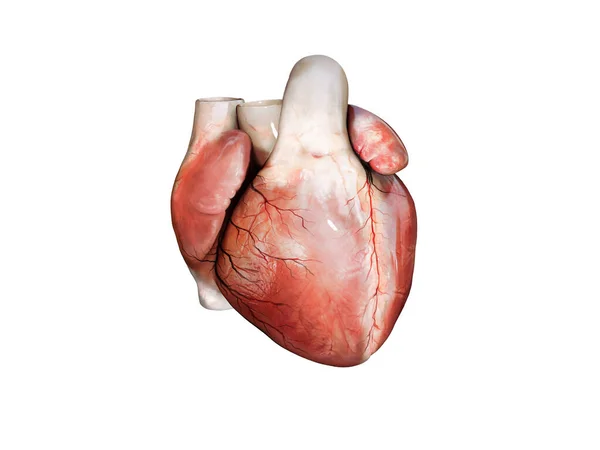 3Dリアルな人間の心臓の解剖学白で隔離されました — ストック写真