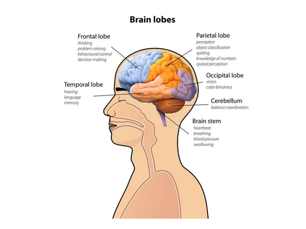 Male head with brain lobes, human brain anatomy, diagram Sections of head, 3d and 2d graphic illustration