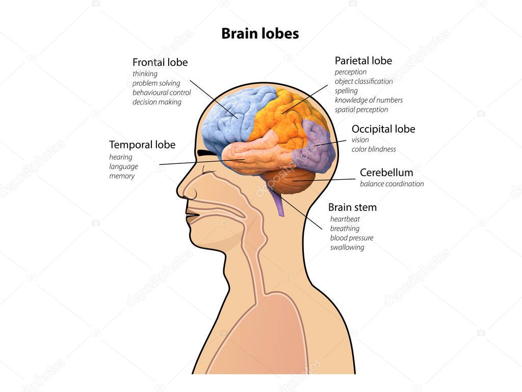 Male head with brain lobes, human brain anatomy, diagram Sections of head, 3d and 2d graphic illustration