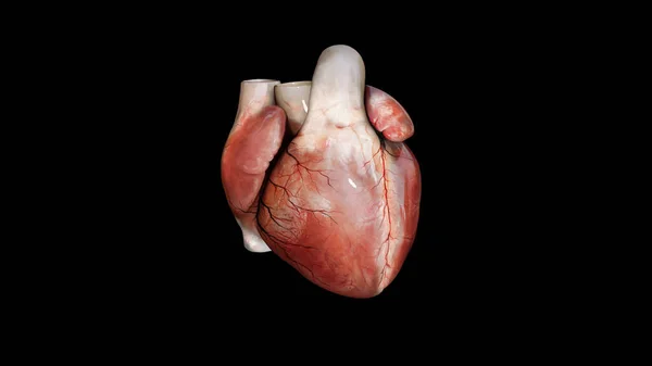 Anatomia Serca Odizolowany Czarnym Tle Renderowanie — Zdjęcie stockowe