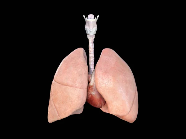 肺と心臓の解剖図3Dレンダリング医学的イラスト科学的背景 — ストック写真