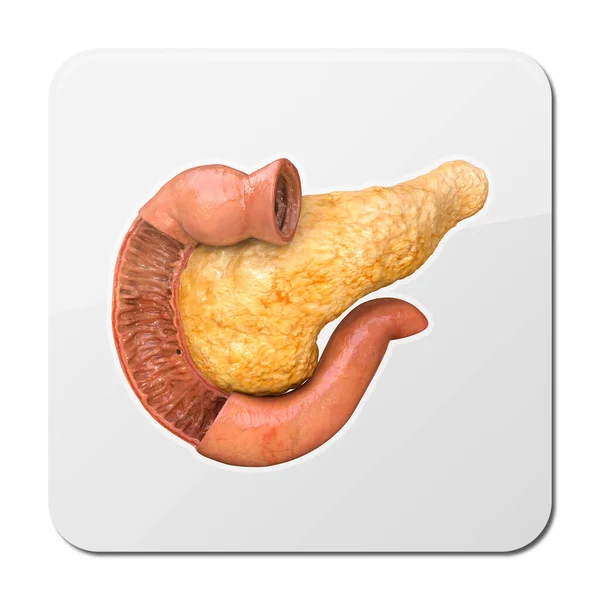 Pankreas Anatomi Ikon Realistiska Mänskliga Inre Organ Rendering — Stockfoto