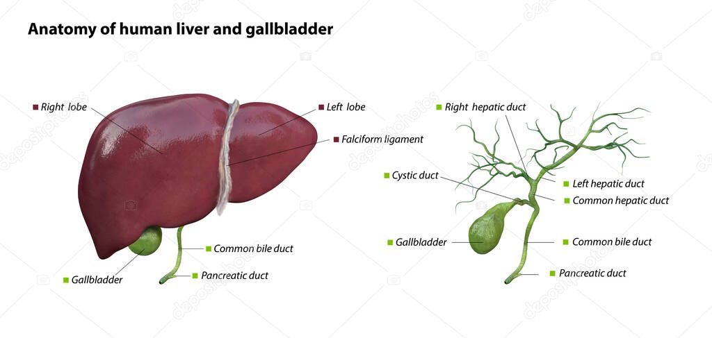 liver and gallbladder anatomy structure. hepatic system organ, Human liver for medical drugs, pharmacy and education design. 3D rendering, Illustration