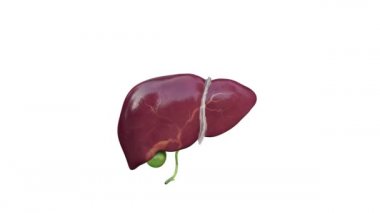 Beyaz arka planda izole edilmiş insan karaciğeri. İç organ. Safra kesesi, hepatik kanal. Tıp bilimi anatomisi. 3B, animasyon