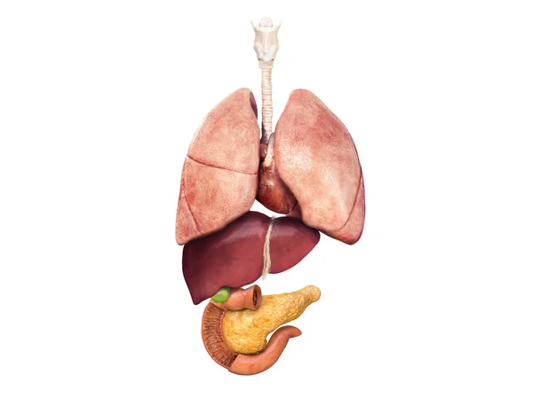 内臓を持つ人体のセクションビュー 白い背景の医療情報グラフィックス 3Dレンダリング イラスト — ストック写真