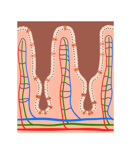 Anatomía Las Vellosidades Intestinales Células Epiteliales Con Microvellosidades Red Capilar — Foto de Stock