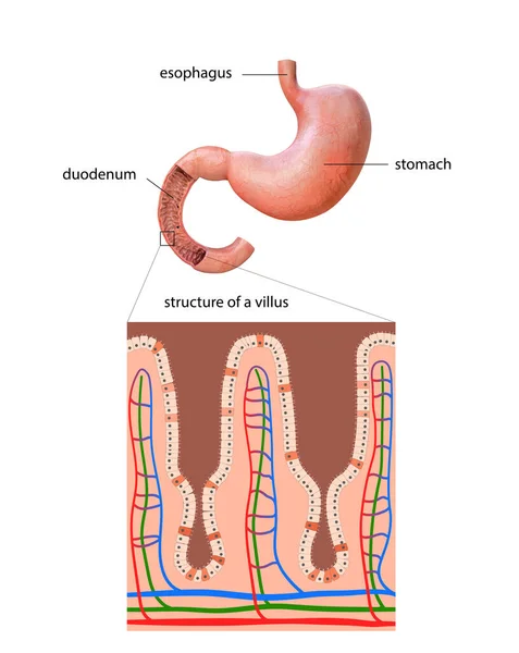 人間の胃解剖学的詳細胃のイラスト2次元イラスト — ストック写真