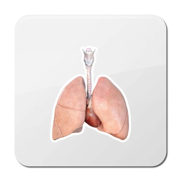 Ilustración Icono Anatomía Pulmonar Humana Aislada Sobre Fondo Blanco Icono —  Fotos de Stock