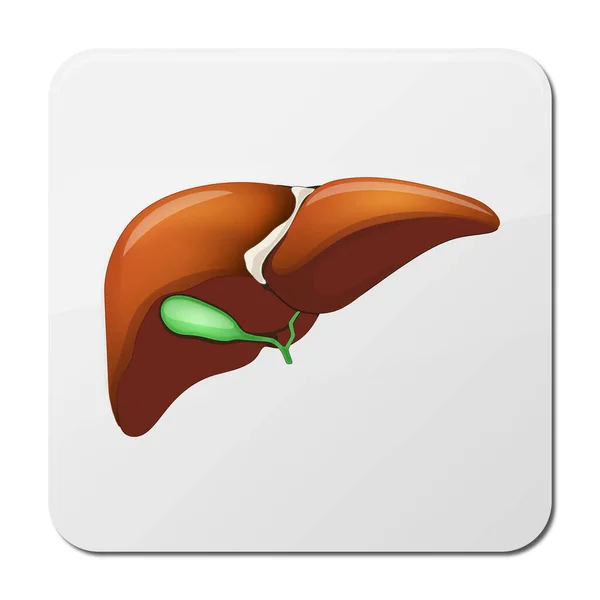 Human Liver Anatomi Medicinsk Bakgrund Illustration — Stockfoto